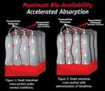 Aminoácidos - Glutamine Decanate - Musclemeds - Image 3
